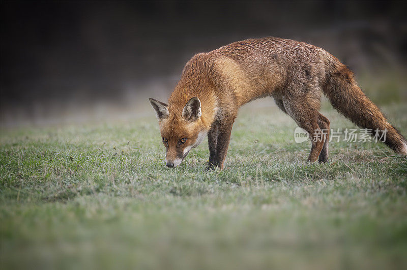 红狐(Vulpes Vulpes)